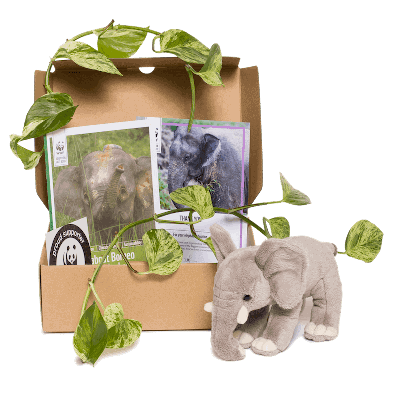 wwf product photography elephant